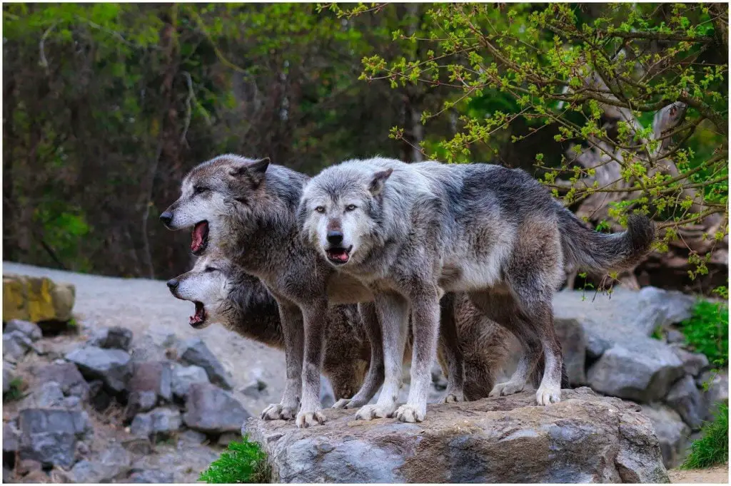 coletivo de lobos