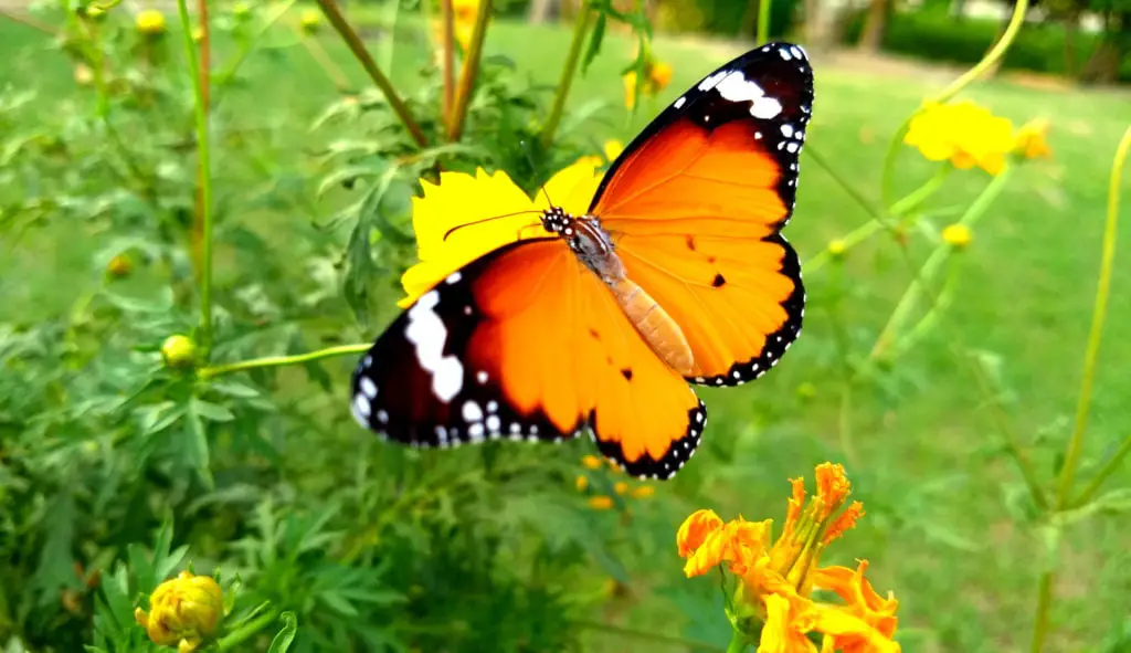 coletivo de borboleta