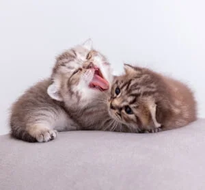 qual é o coletivo de gatos